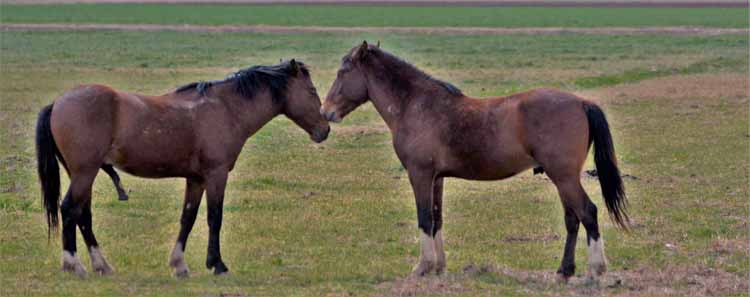 mustangs